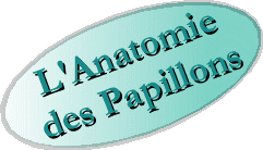 L'anatomie des papillons